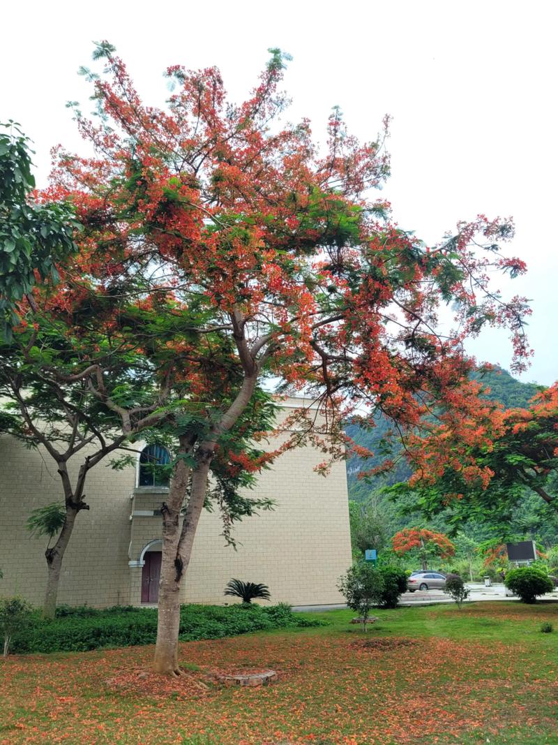 巧用设计技巧，打造广西独特园林绿化